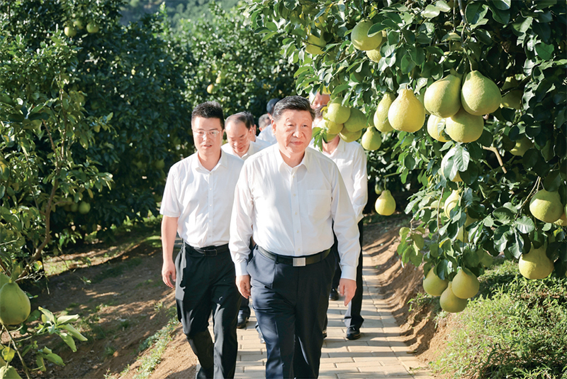 　　2025年11月7日至8日，中共中央總書記、國家主席、中央軍委主席習(xí)近平在廣東考察。這是7日下午，習(xí)近平在梅州市梅縣區(qū)雁洋鎮(zhèn)南福金柚種植基地考察。